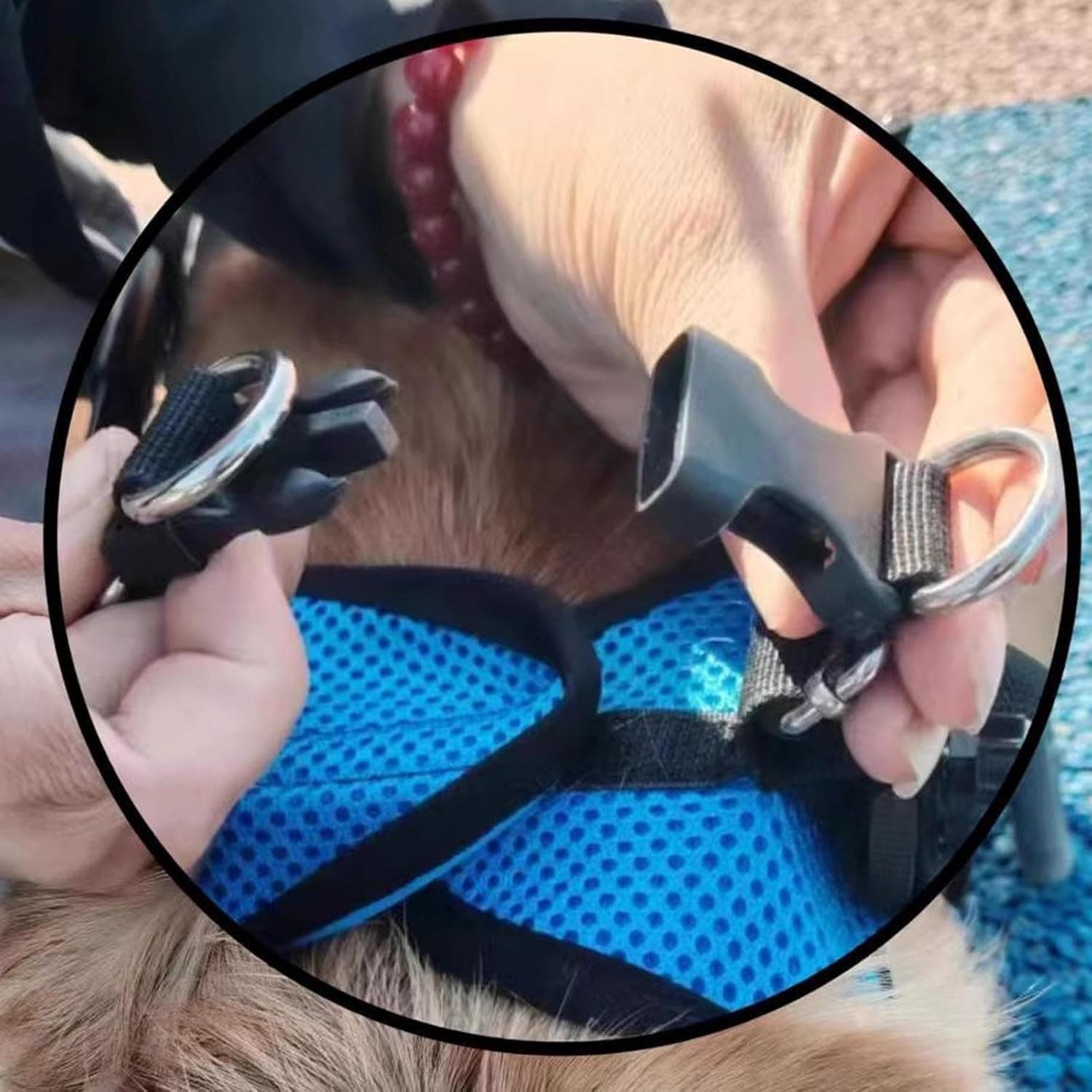 MYADDICTION Dog Wheelchair for Back Legs Metal Dog Wheelchair Cart for Small Pets (Blue) XS